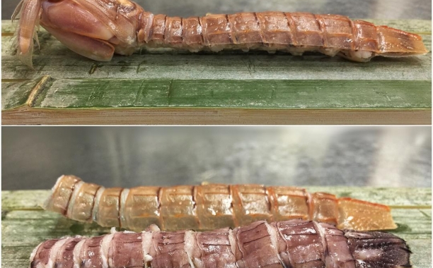 Squilla - Mantis Shrimp That Taste Like Lobster